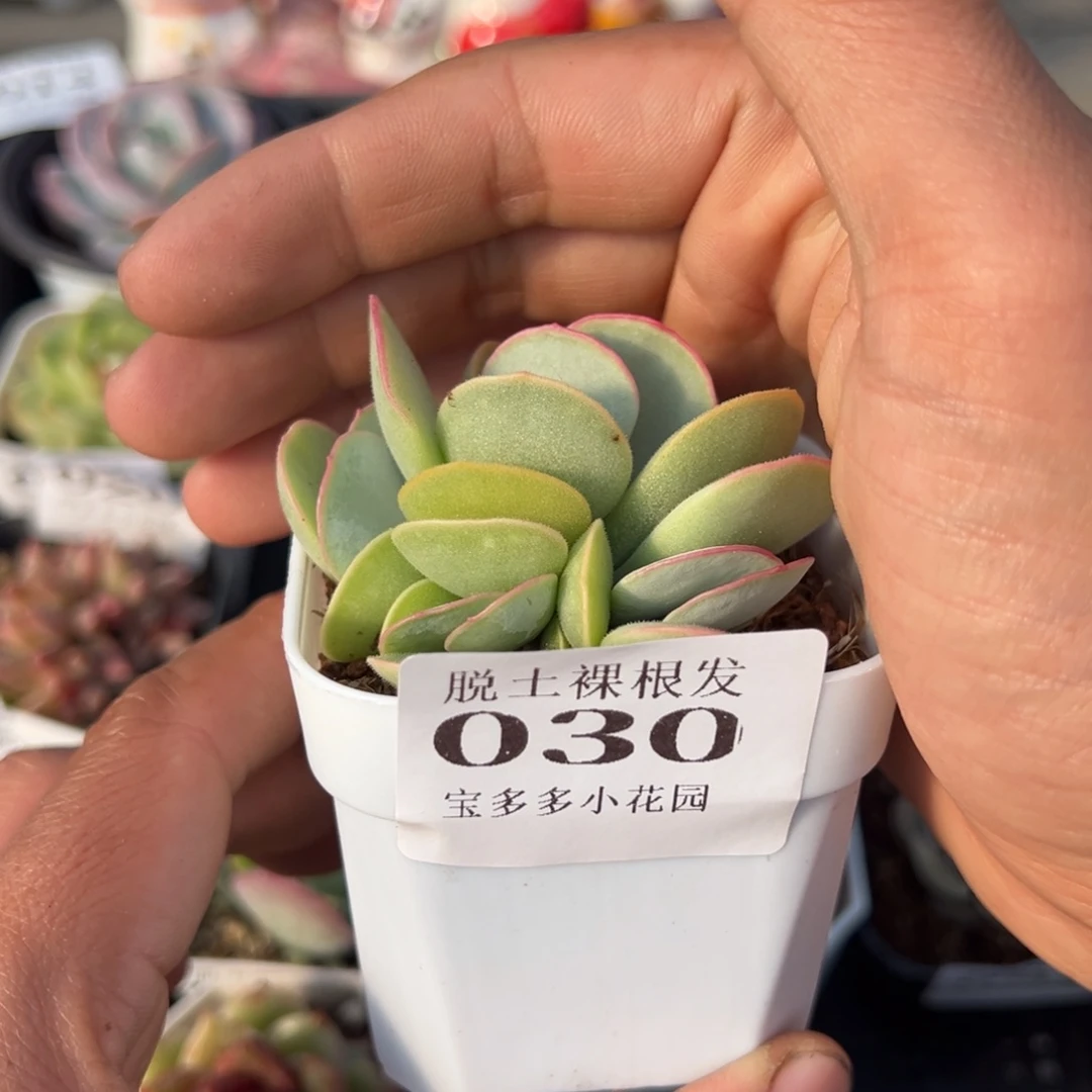 白眉四头多肉满28包邮脱土发