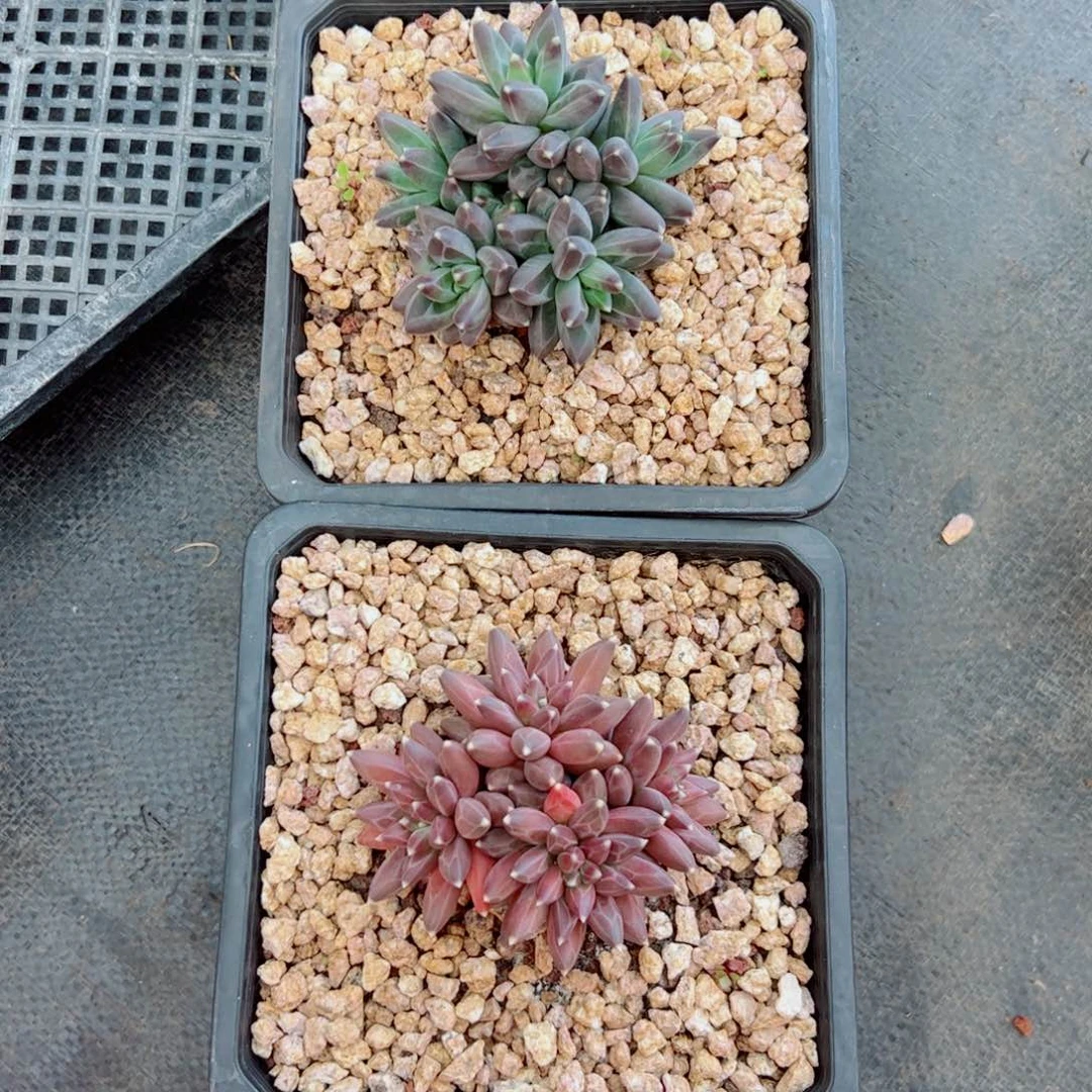 多肉植物多肉植物