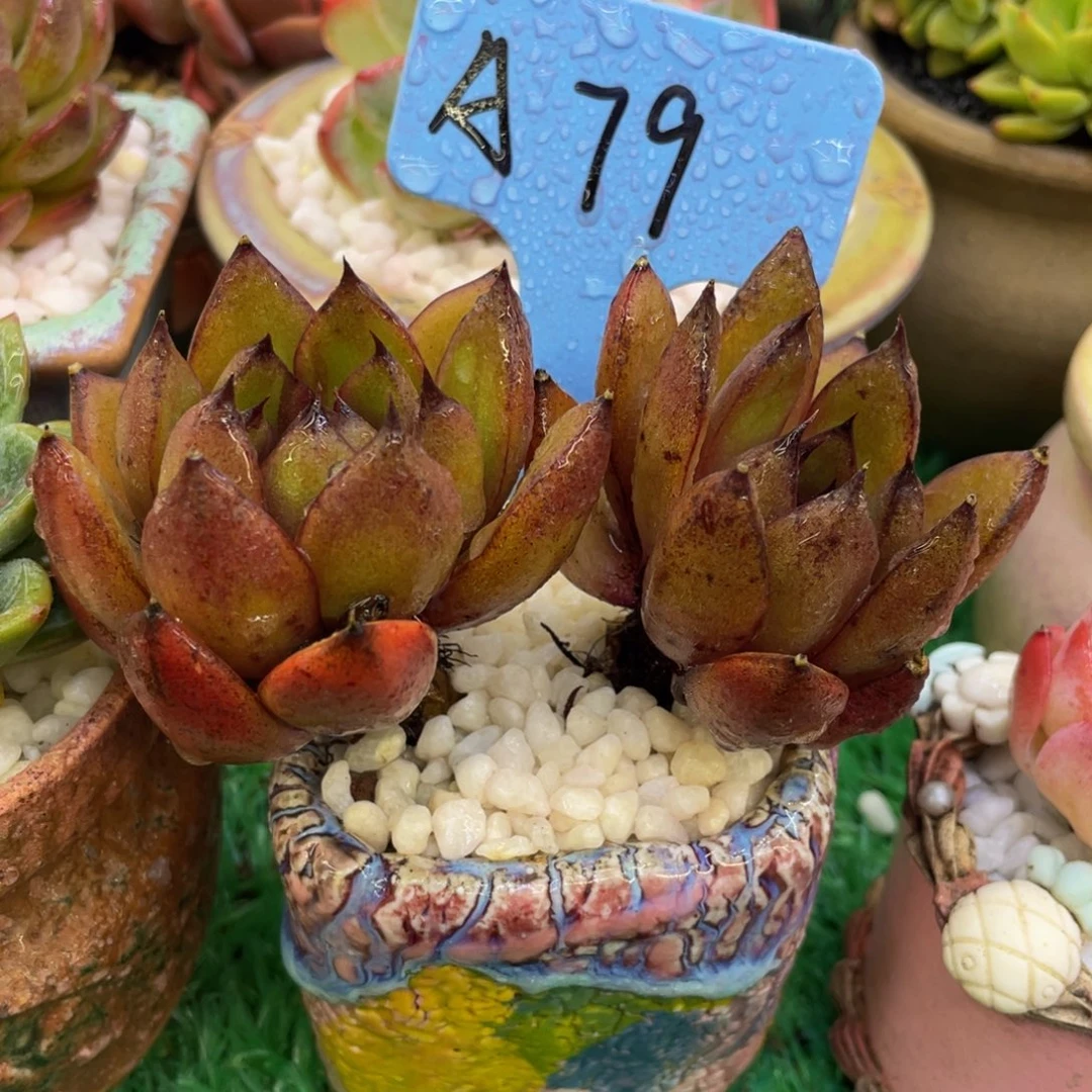 小***️多肉植物盆栽多肉