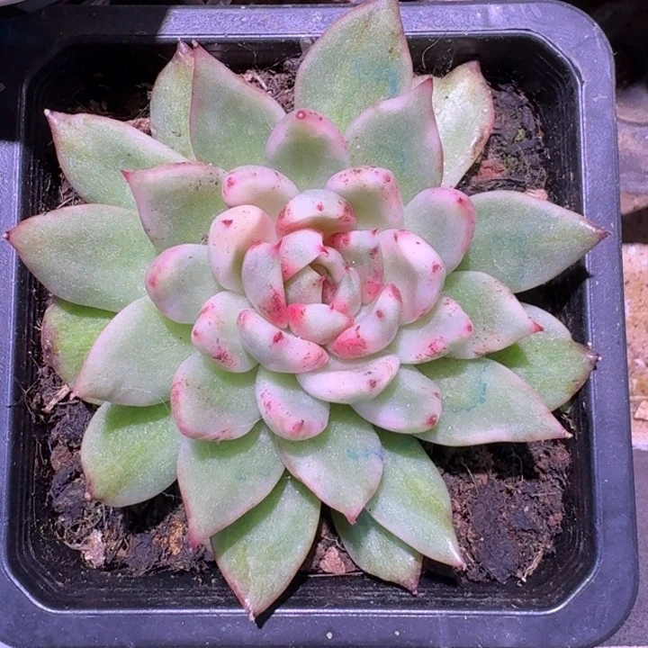 黑玫瑰女王锦一物一拍