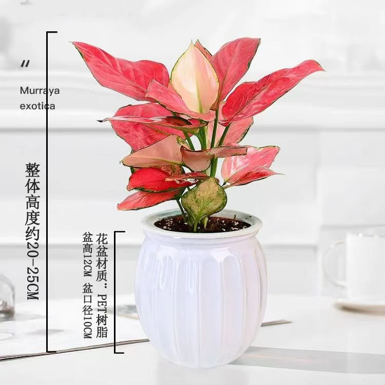 吉利红如意皇后室内小盆栽绿植花卉客厅办公桌面好养植物净化空气