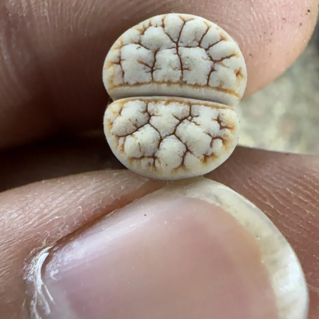 364 生石花大棚直播