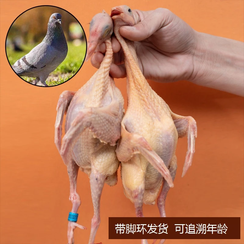 【散养信鸽】新鲜现宰杀土鸽子飞天鸽原粮食鸽顺丰包邮清真真空包装