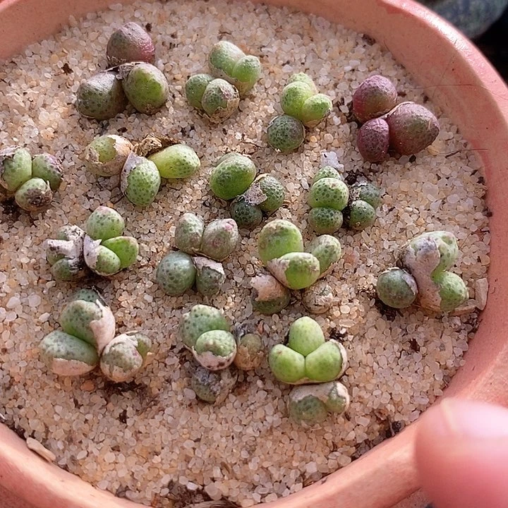 草莓斑马小群一颗