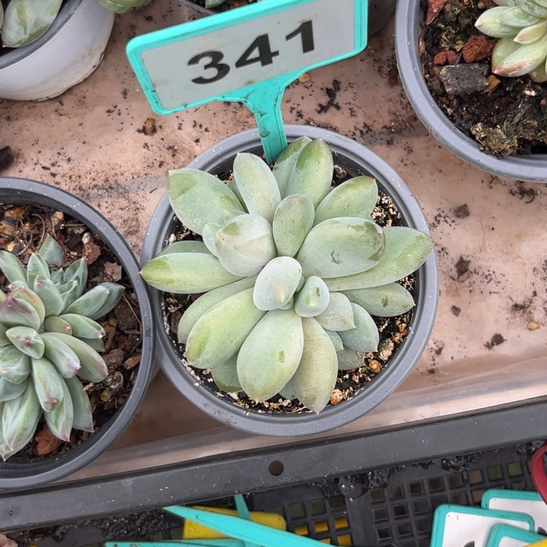多肉植物胖体哥特341