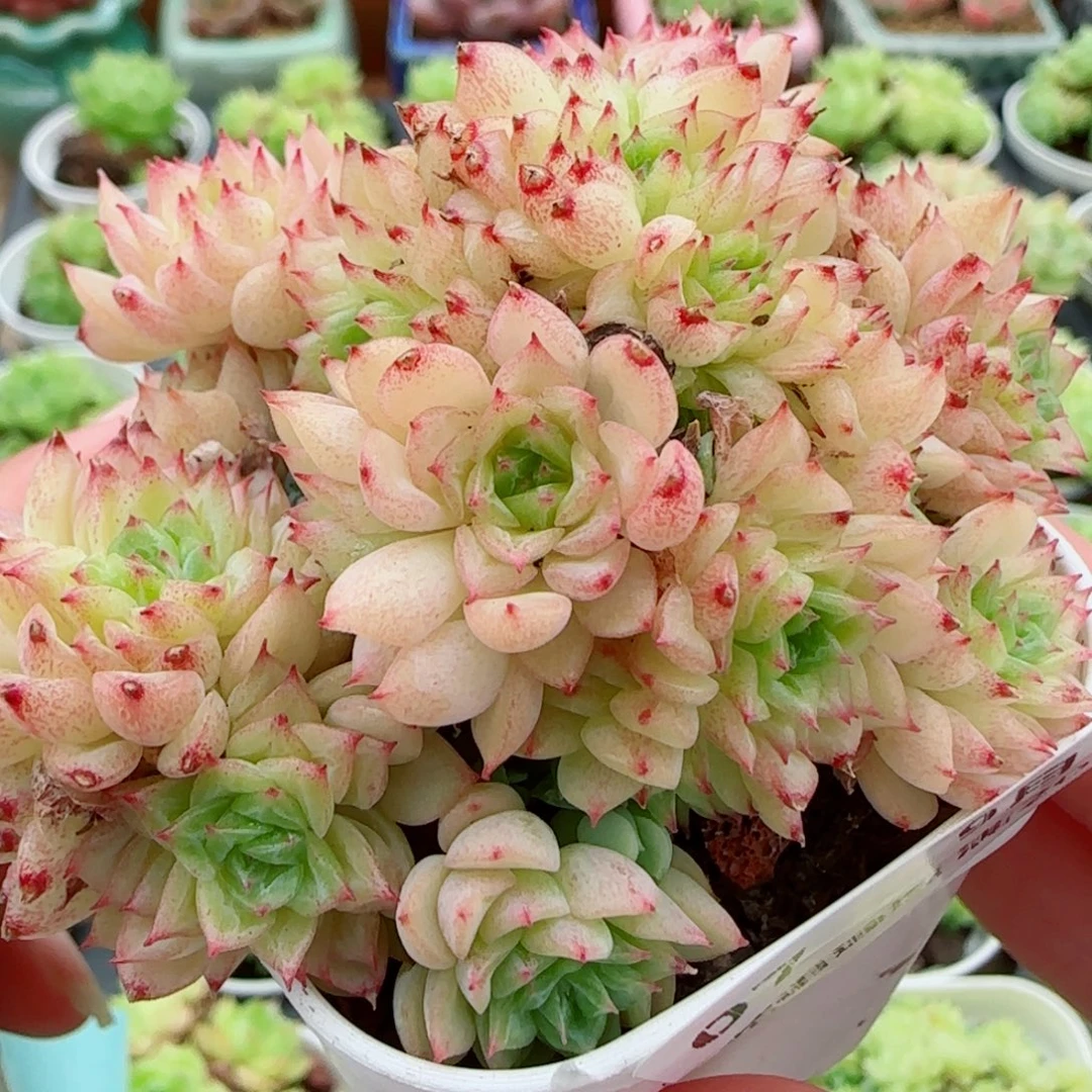 花语逸镜0915-07散
