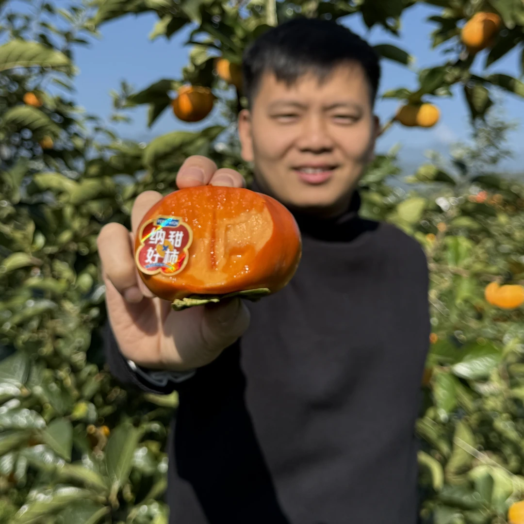 【高山红】云南次郎脆柿6/8/9/12个装顺丰包邮