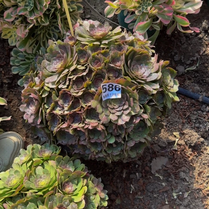 万圣节花27-35包邮花花