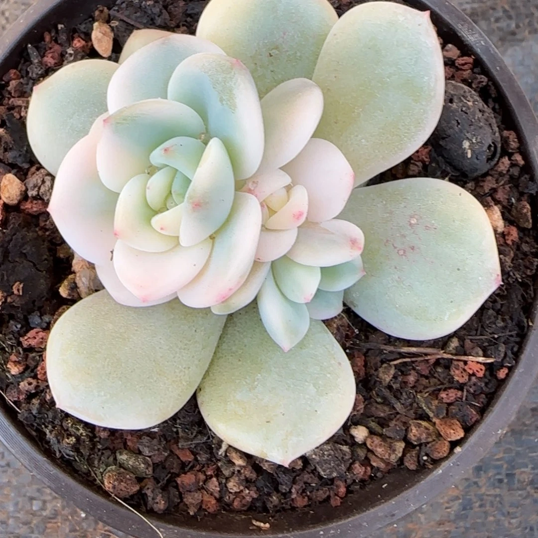 ?*.梦露锦底座  多肉植物