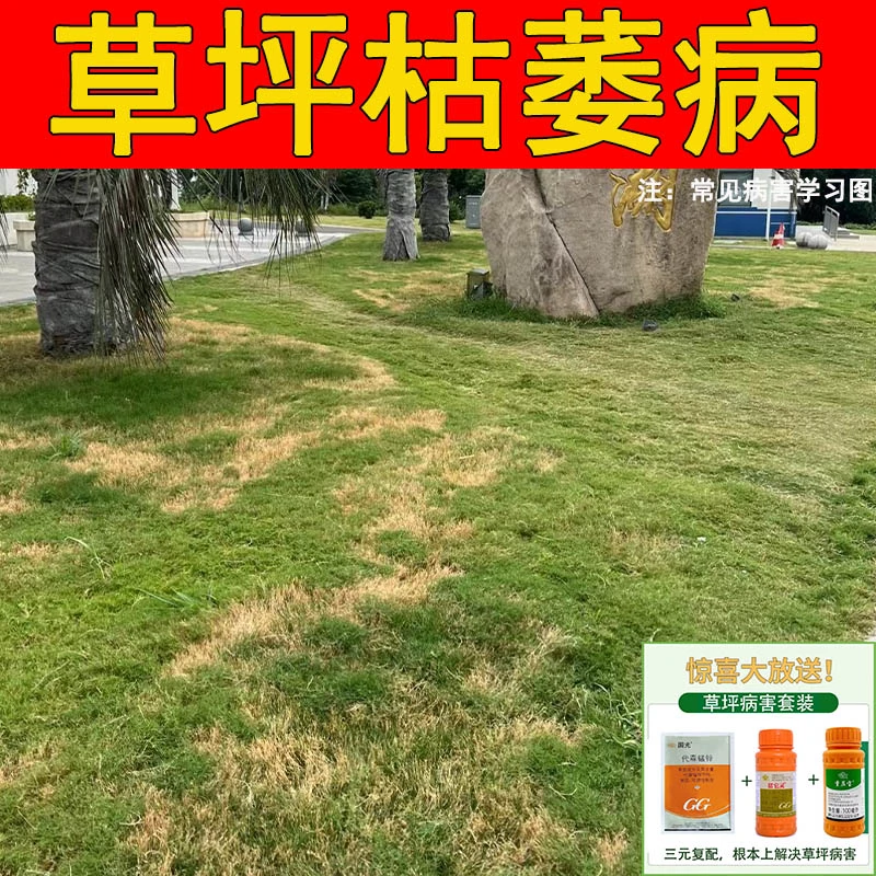 草坪腐霉枯萎病烂芽苗腐倒伏根腐烂根烂茎叶腐烂草坪油斑病斑枯病