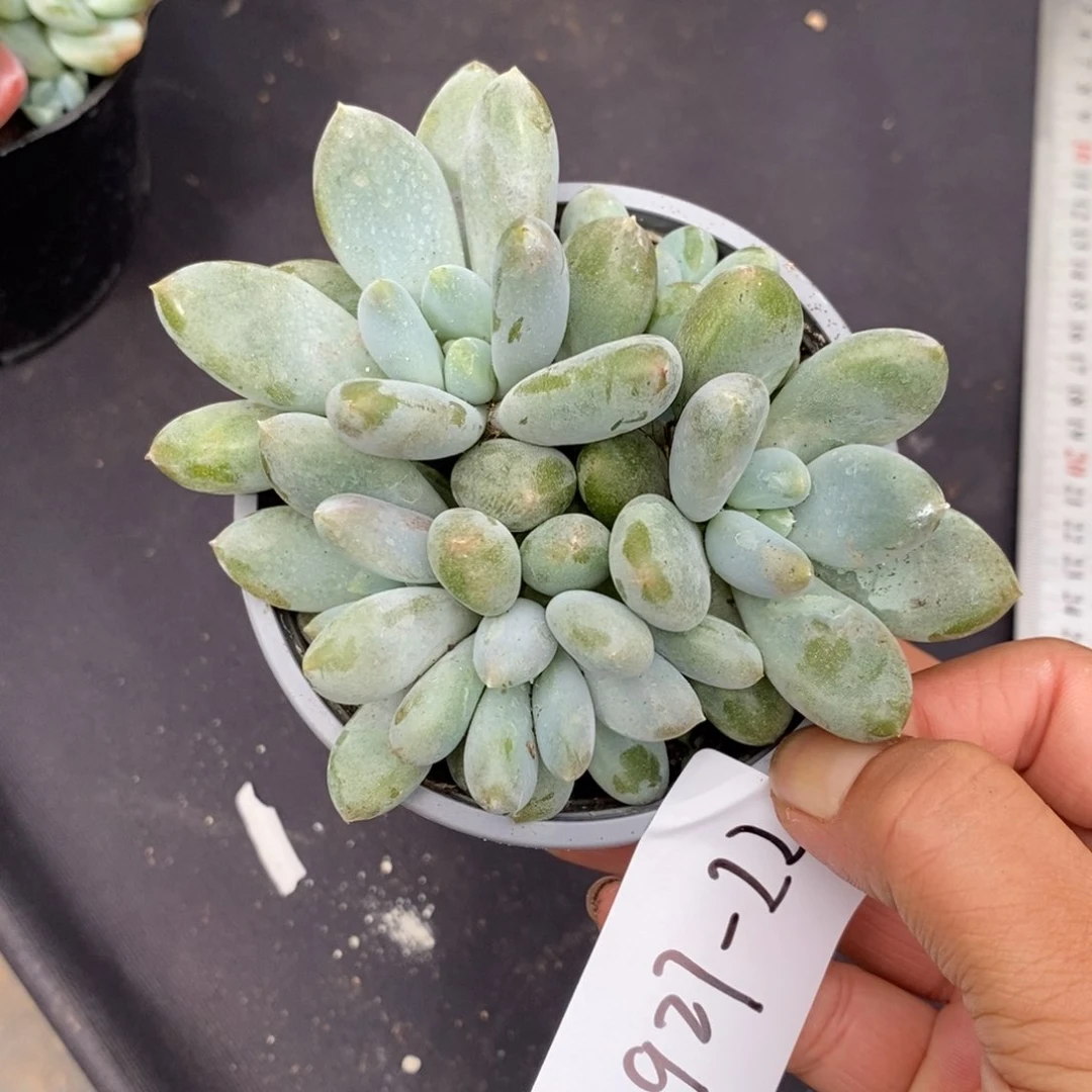 夏悦多肉927-22哥特