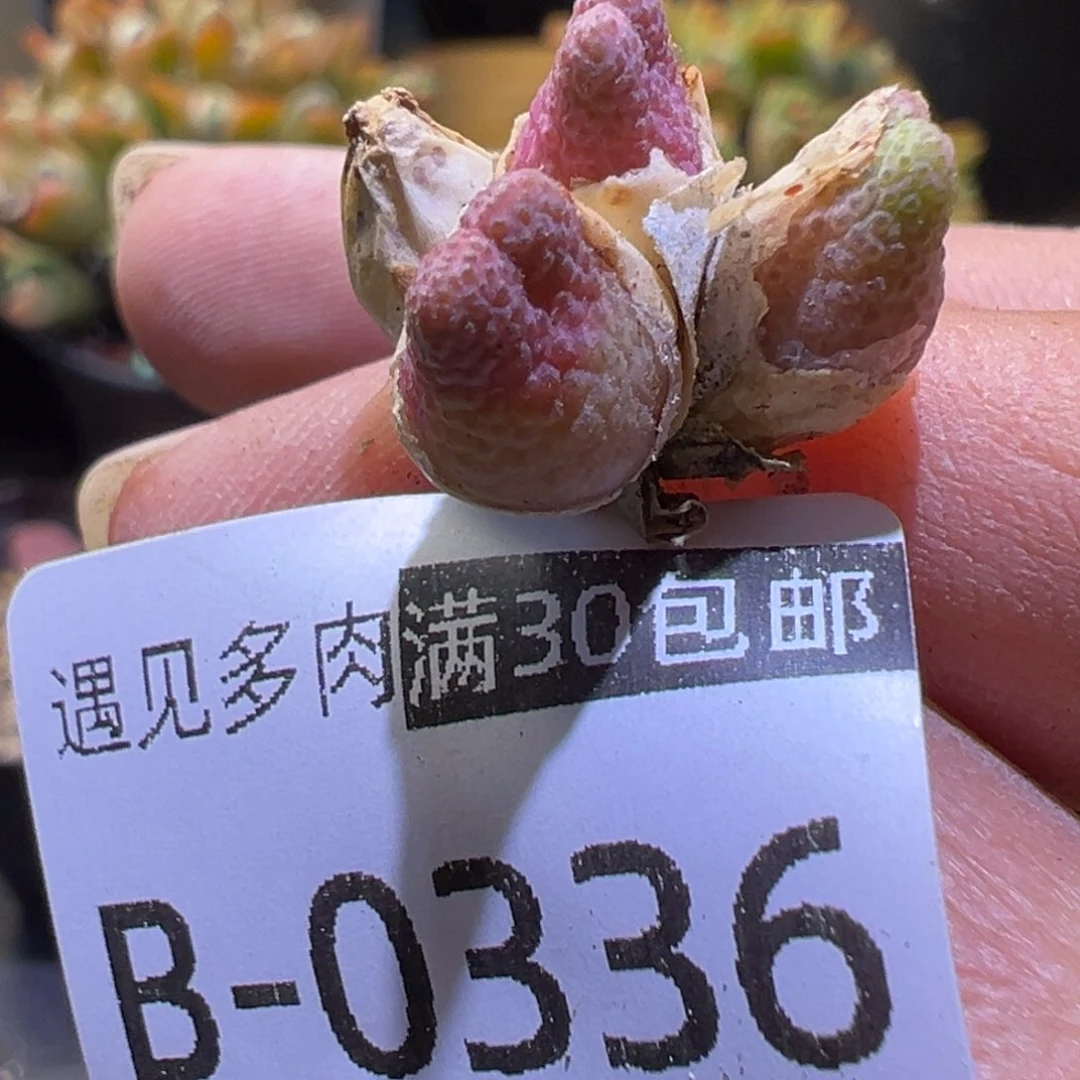 多肉植物1111111111111