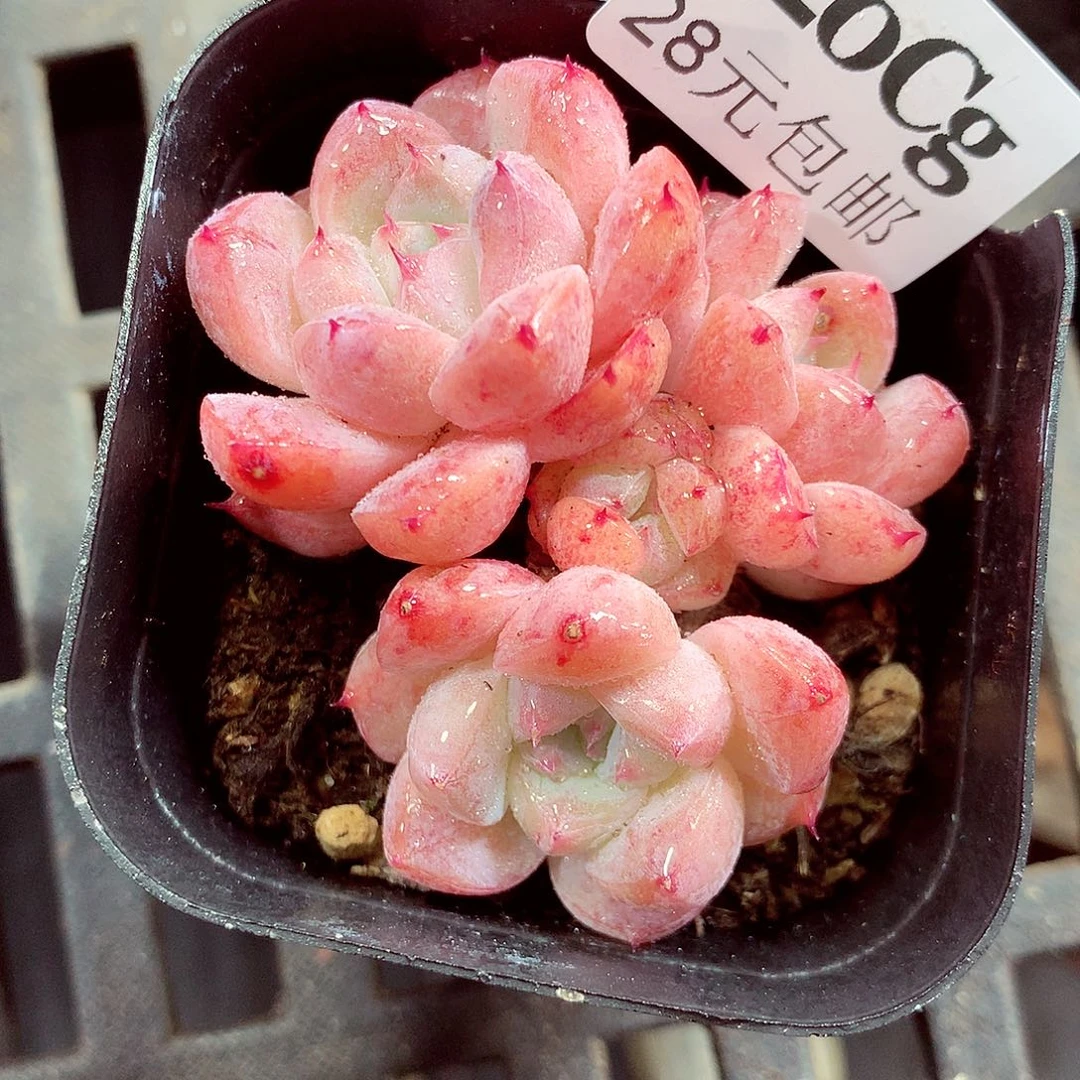 5厘米盆精控多肉320