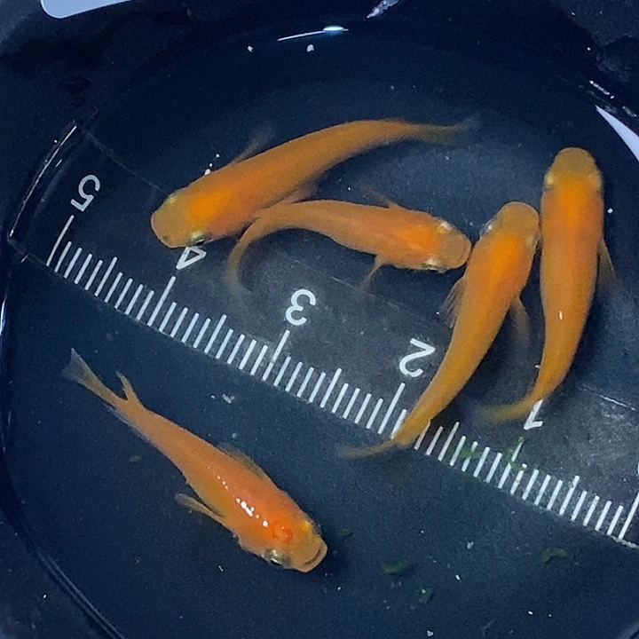 蓝口孵鱼红帝一组76号