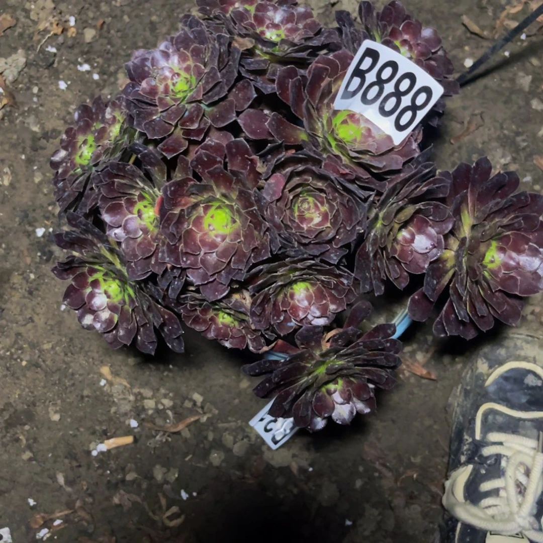 墨铜法师16////19包邮