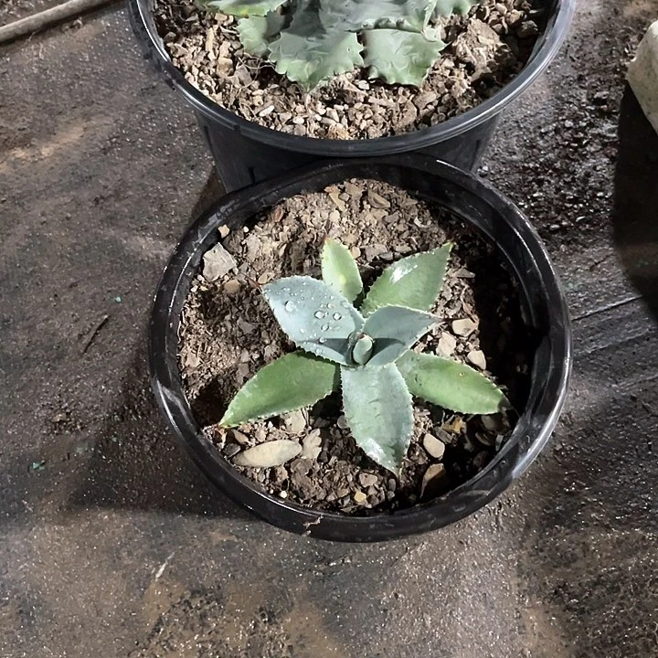 祥***哥无花朵龙舌兰绿色植物