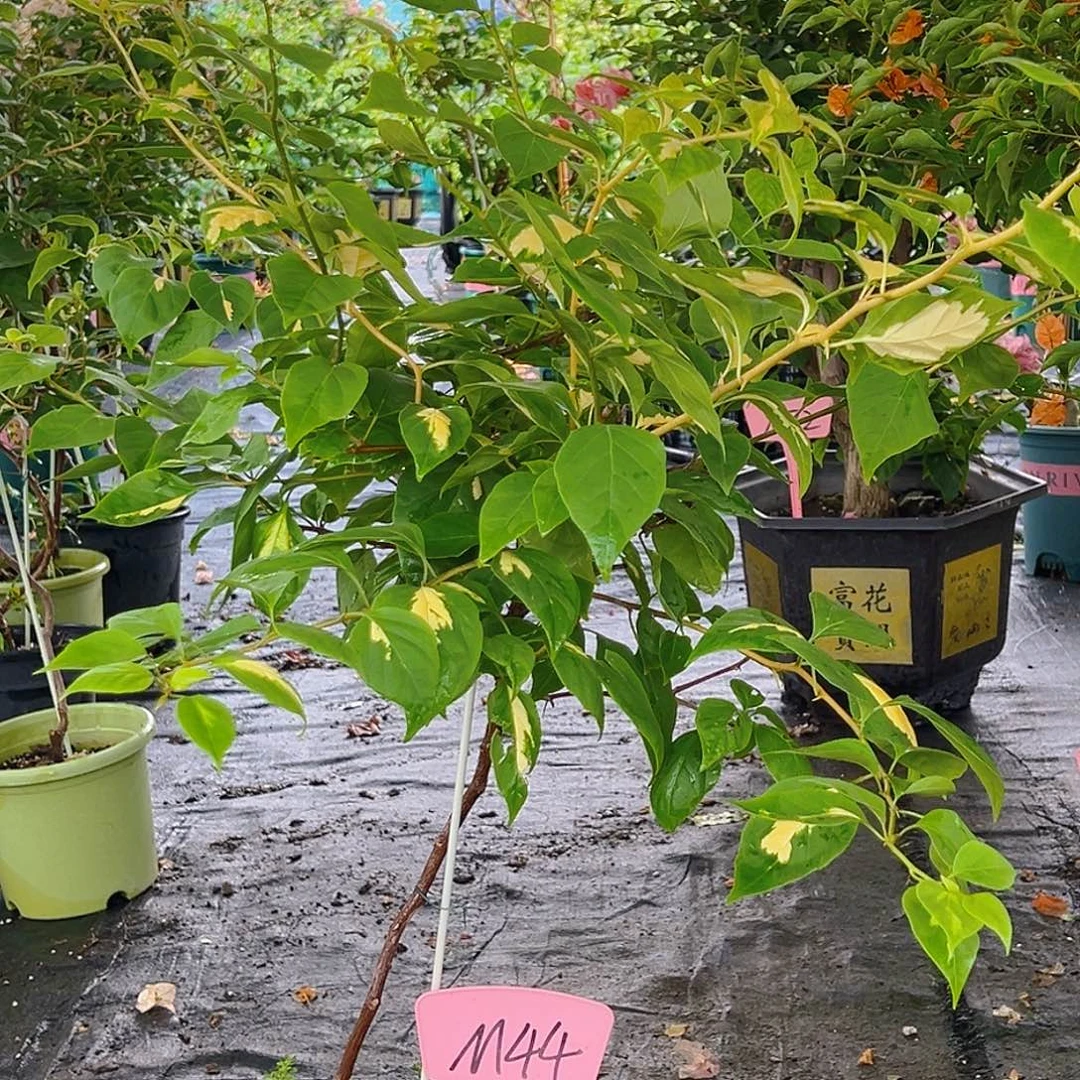 氧***气大部分开放少量花苞M44金心橙白