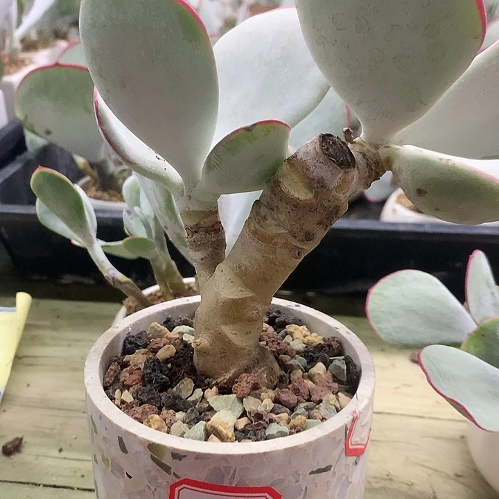 白眉多肉一物一拍8