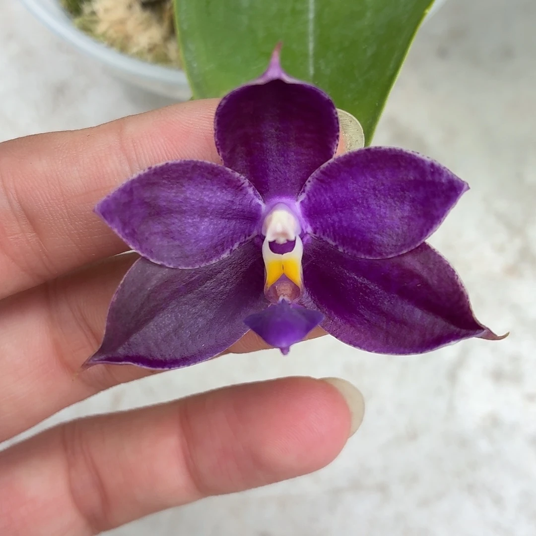 当前无花朵，栽培后可花朵A275yss1230