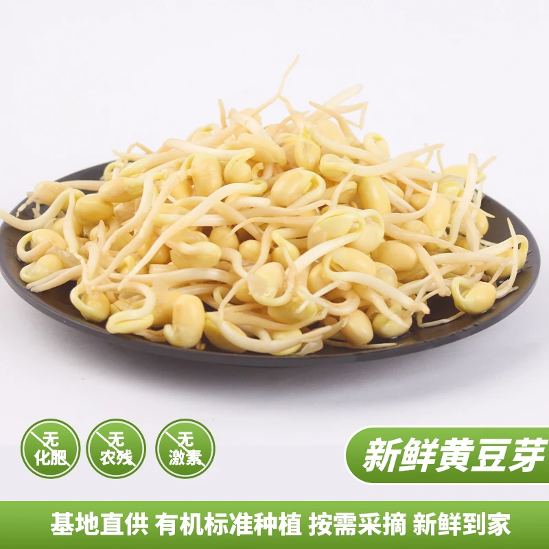 苏北农家自发新鲜金黄小黄豆芽包邮