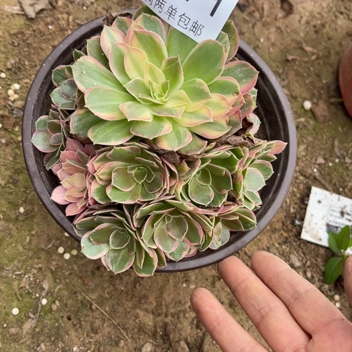 董***厨黑膜的的的多肉的人2371
