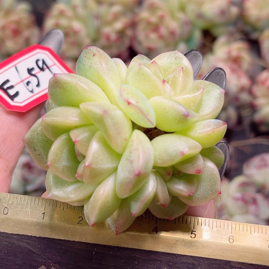 E659 一物一拍 抹茶泡泡