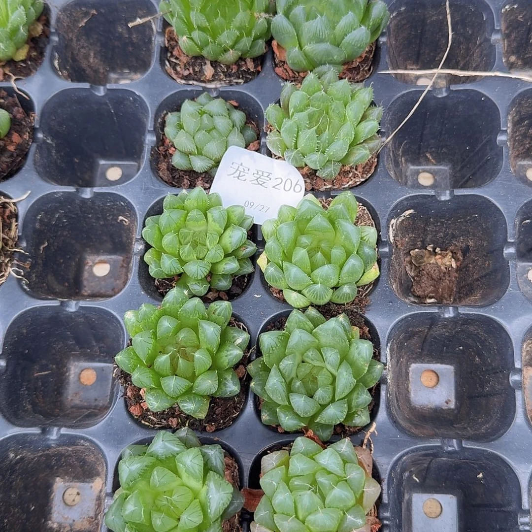 直播福利一物一拍206