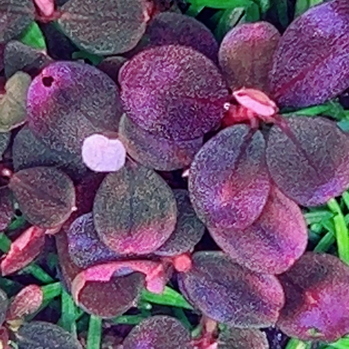 福利54号福利价植物一头（挚友）