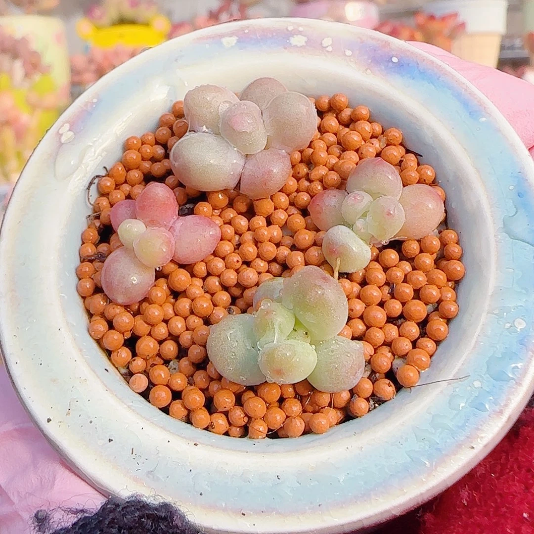 L  奶酪组合 带盆