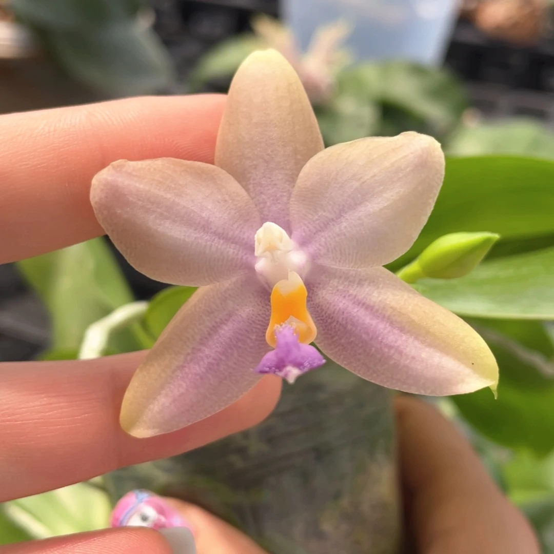 完全开放【2.5，盲盒】香