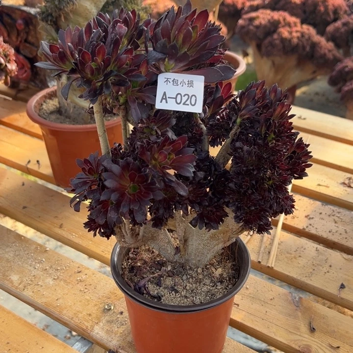 020 黑法缀高28 公分