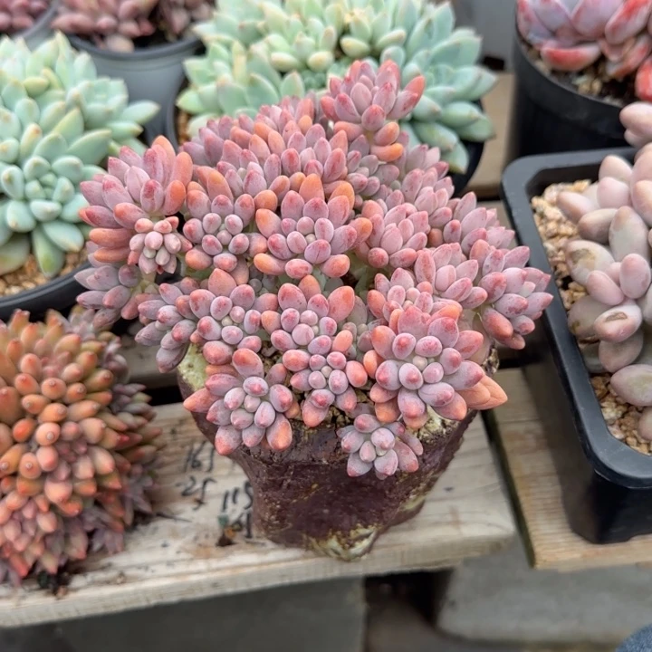 星黛露老桩多肉五十包邮