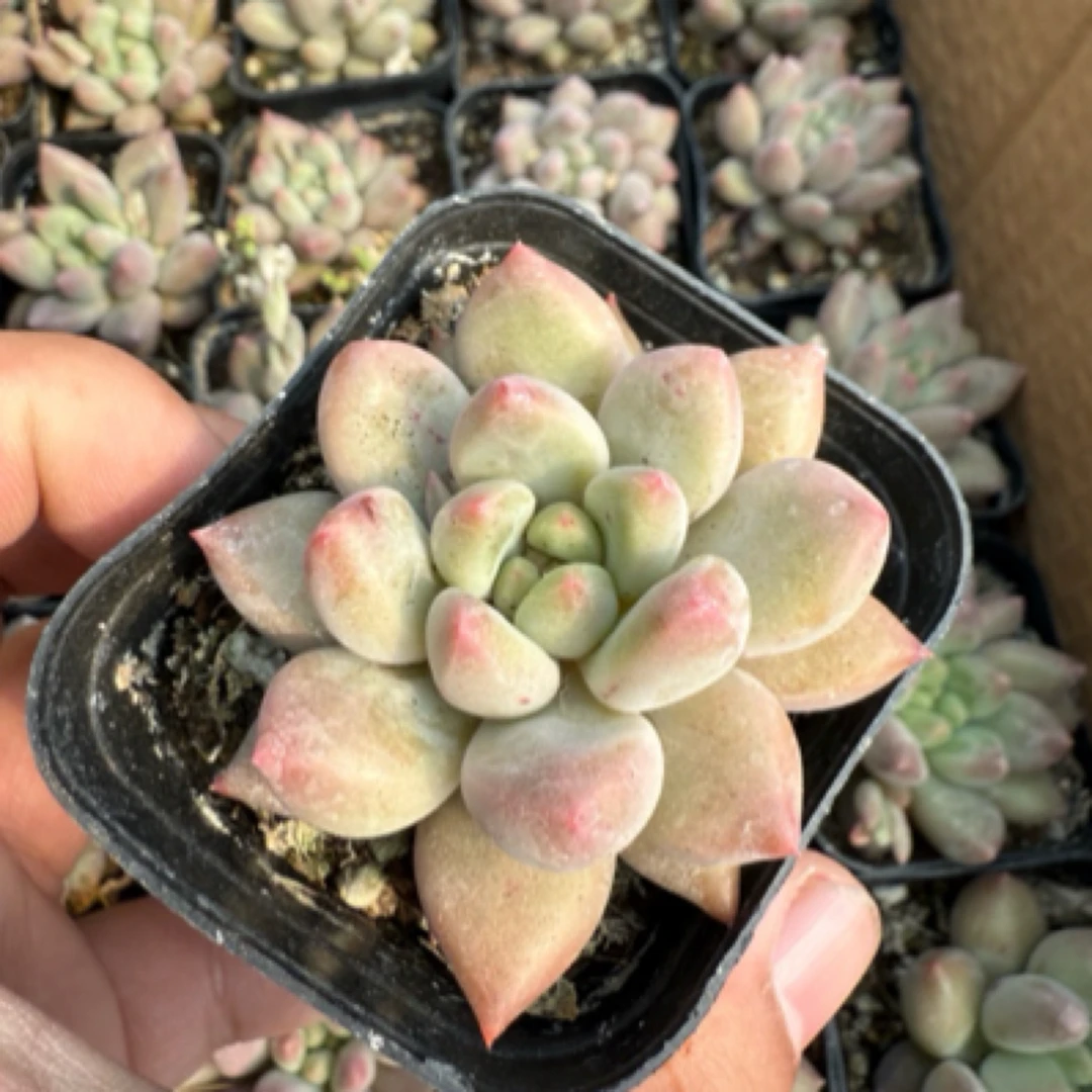 虞美人一盆 带盆发可晒太阳多肉植物 满9.9包邮