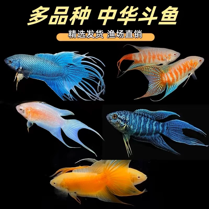 【直播专用，一鱼一拍】中国斗鱼观赏鱼耐活（竞拍成功 下单对应价格）