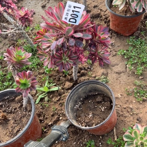 011香香不包断枝