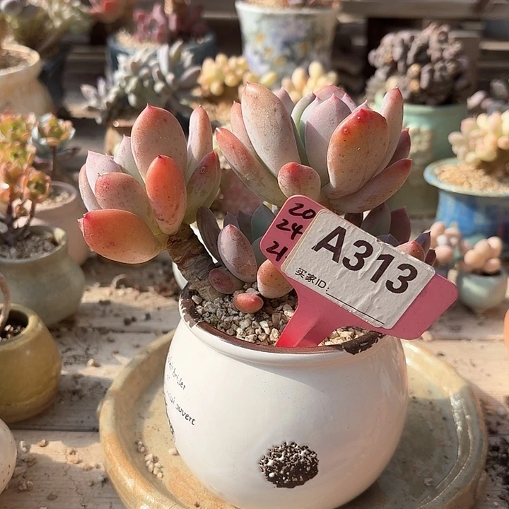 ⭐️**c b c x f f f g h g 313