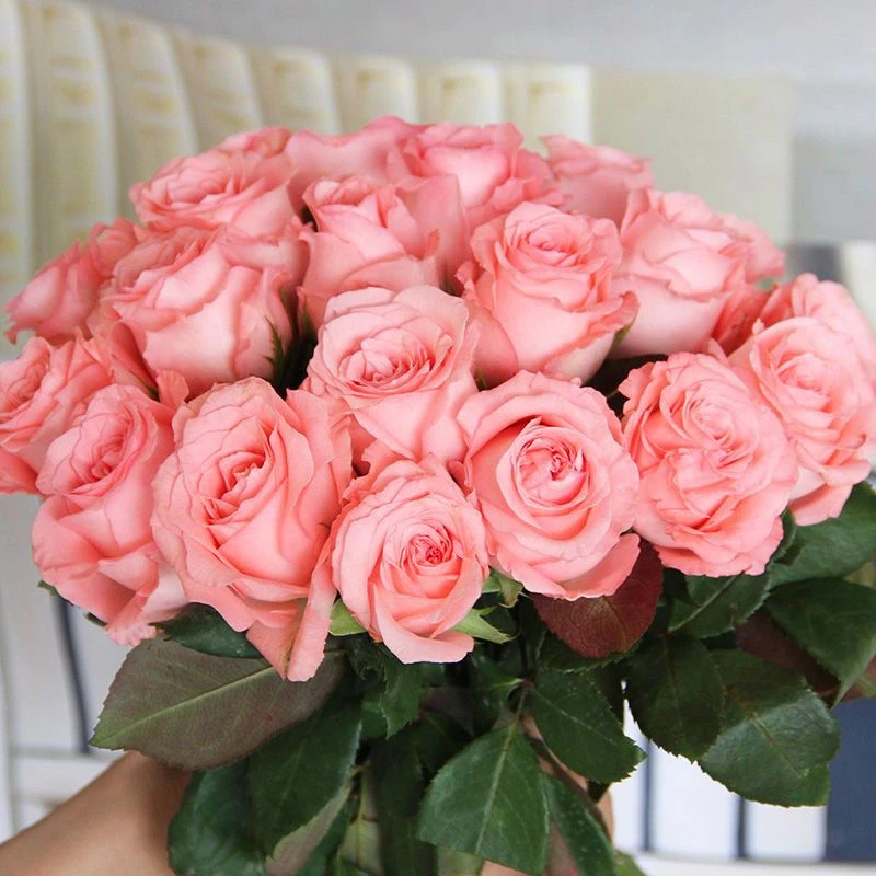 云南昆明基地粉玫瑰玫瑰花鲜花客厅室内花束扁头水养花孩子家用