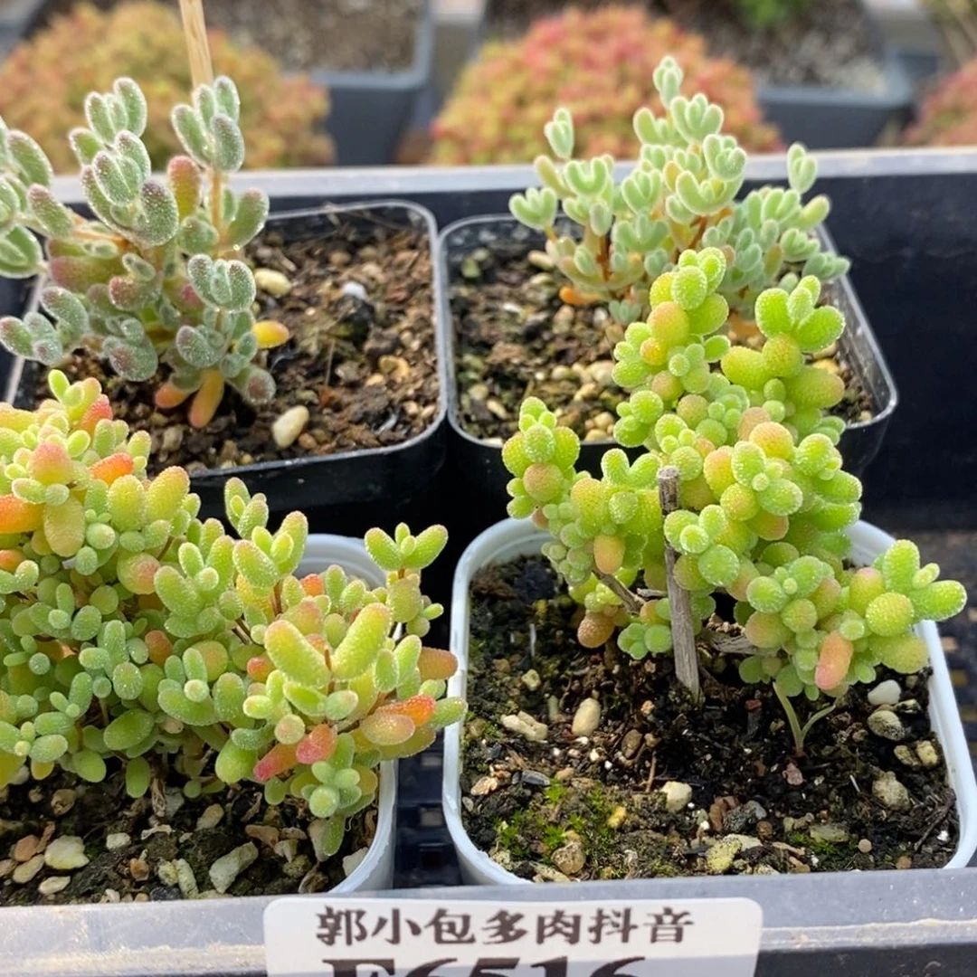 羽**夏组合6516枝干番杏