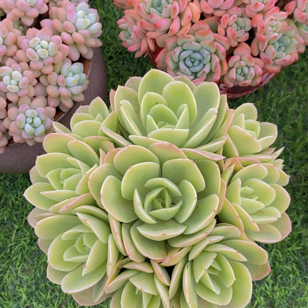 星娜塔 有砍 一物一拍