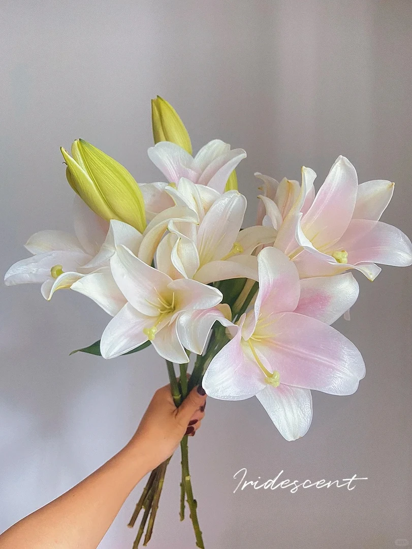 粉色双头铁炮百合鲜切花 云南鲜花基地直发包邮