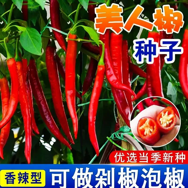 美人椒种籽辣椒蔬菜种子辣椒高产农家院菜园阳台种植抗病辣椒种子