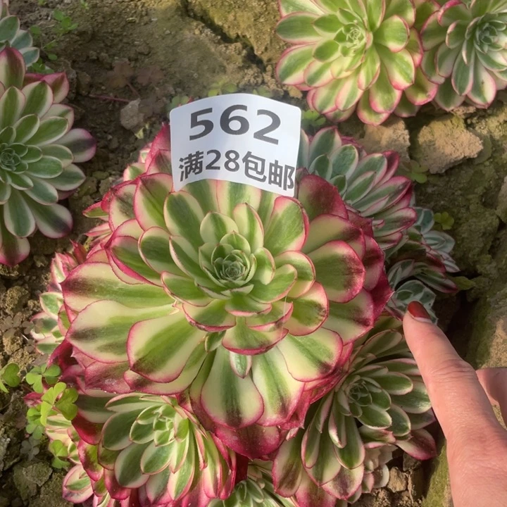 562三号棚倾城多肉