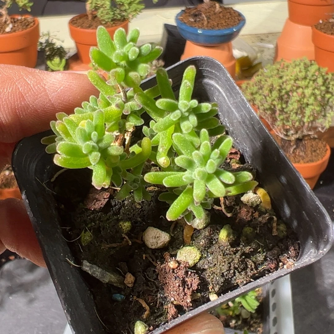 水晶海葵50杯老桩福利