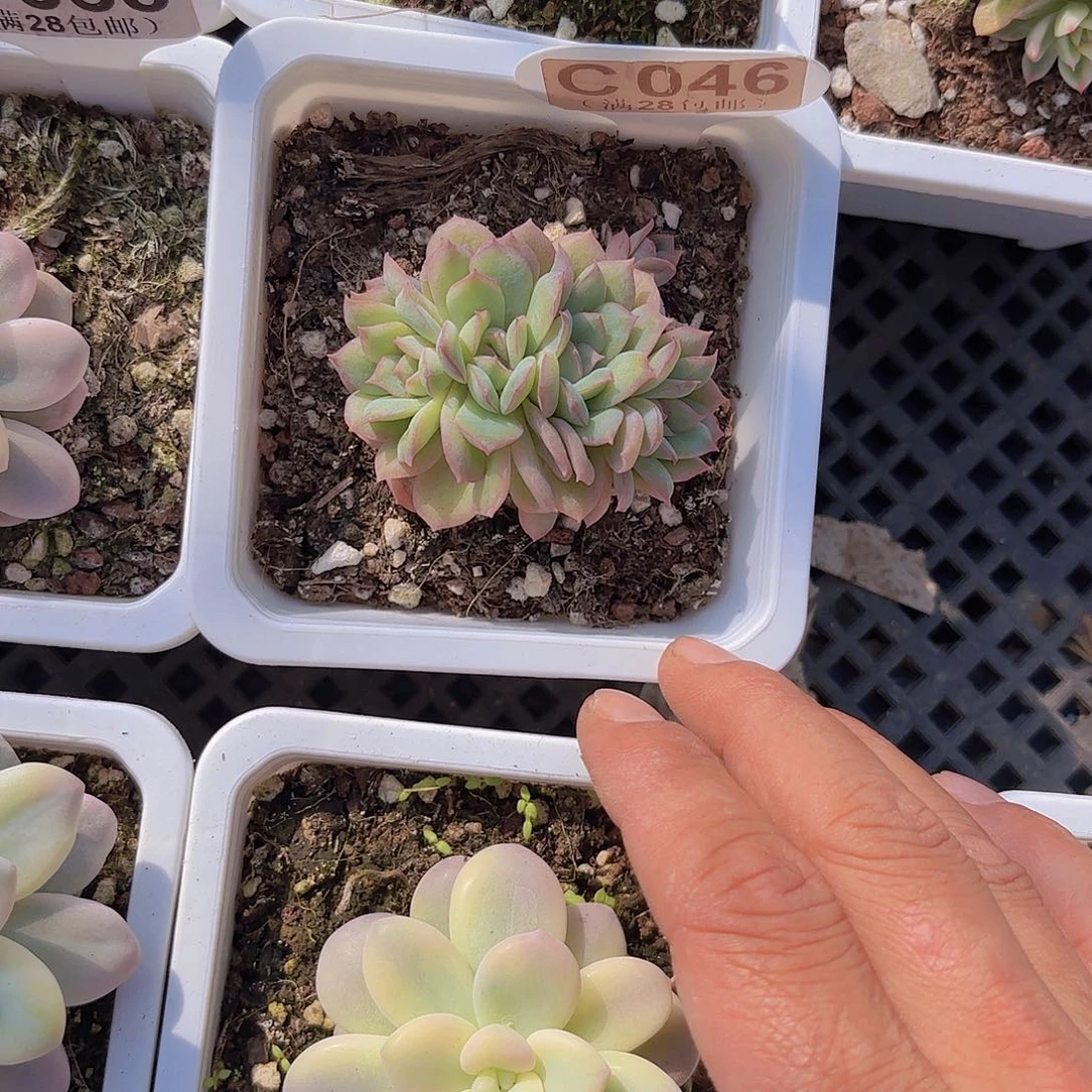 C046泡泡纱裙一物一拍