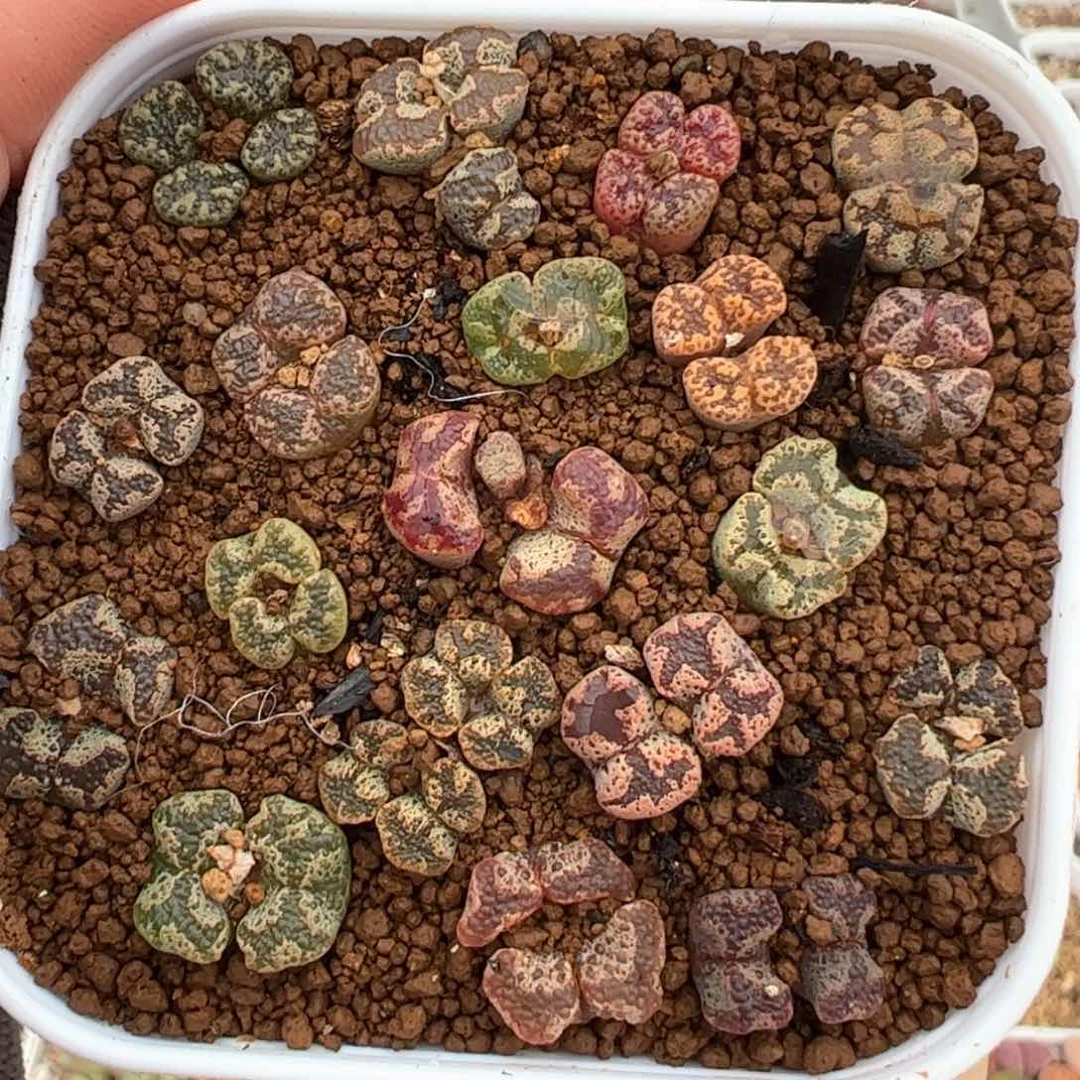 超蝶组合带盆多肉植物百科