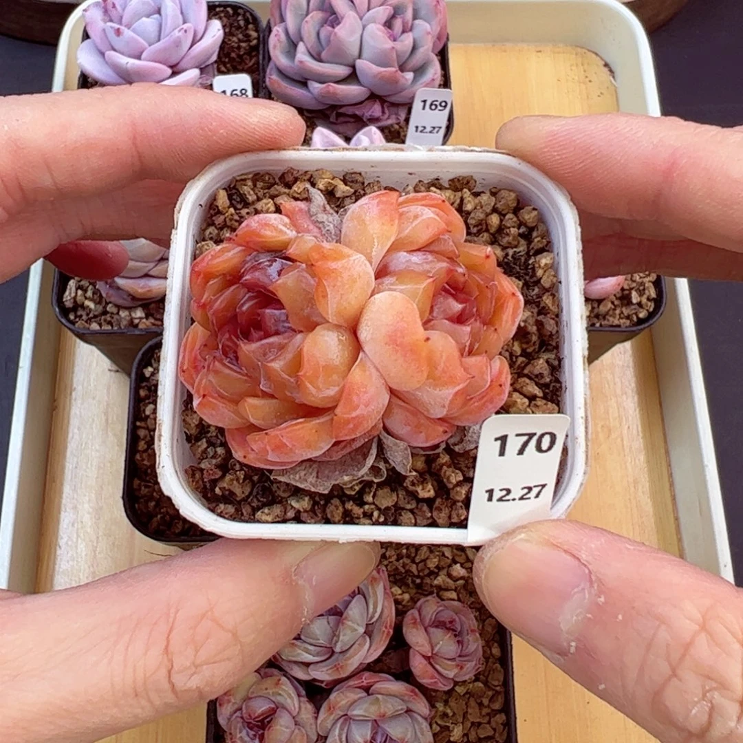 好好看170、哈哈哈哈