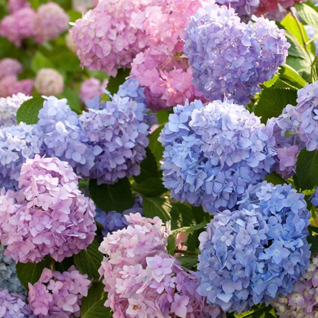 无尽夏 绣球花无尽夏2加仑多年生露天苗带花包发货