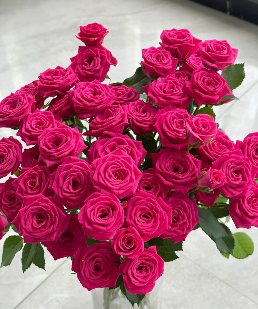 【万紫鲜花】弗洛伊德玫瑰10枝