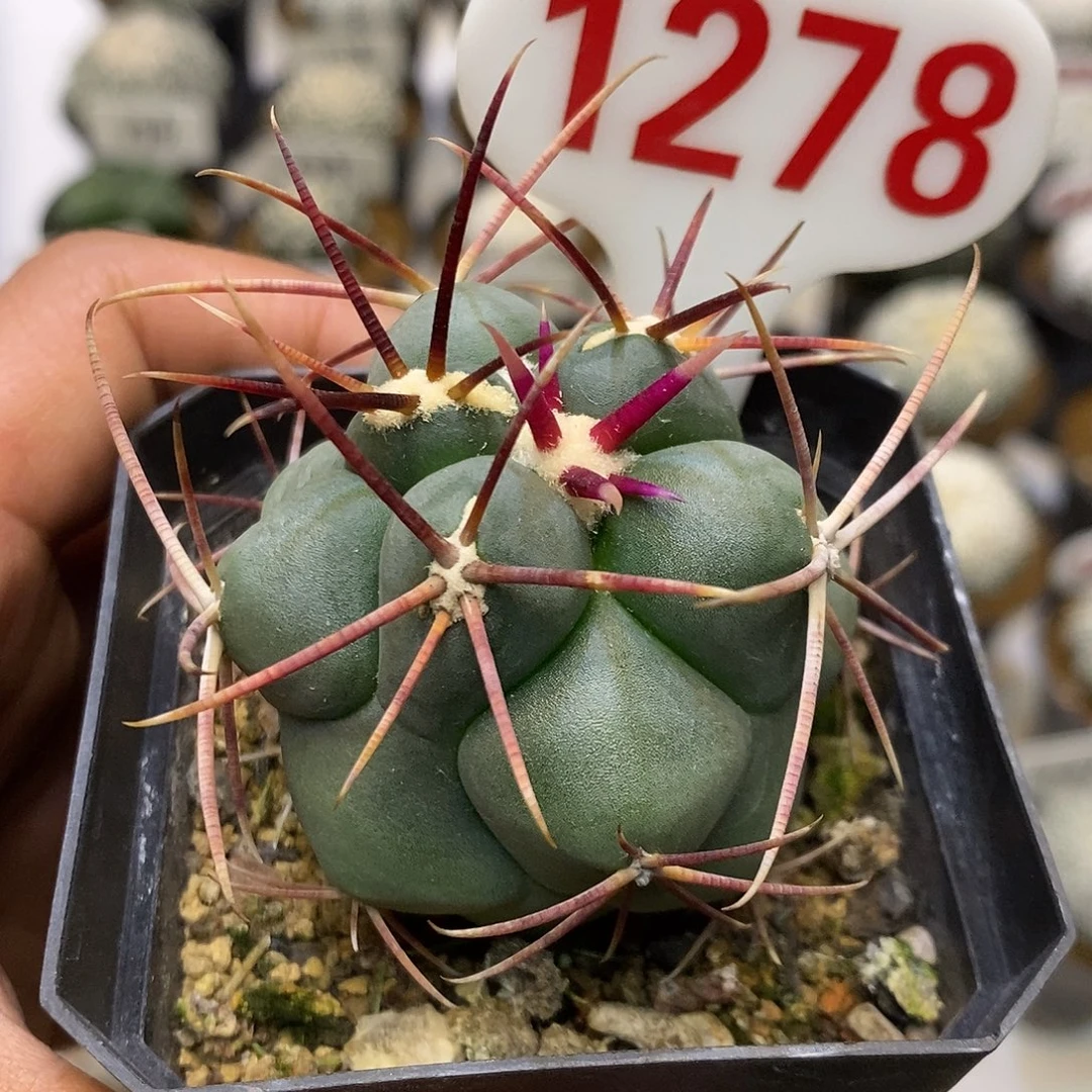 1278福利特价来了哦耶