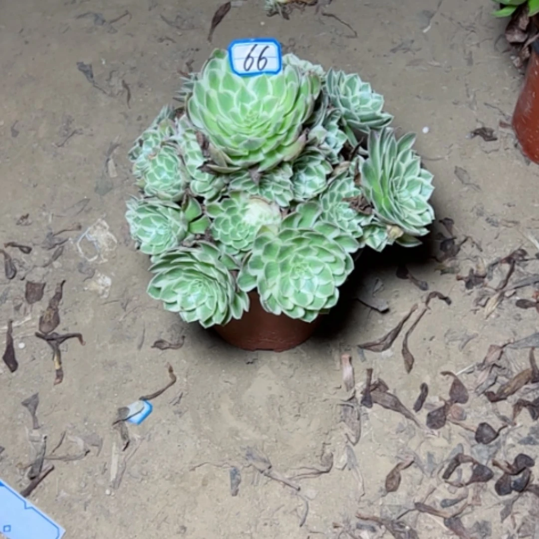 【闪购商品】粉海王66